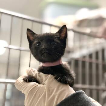 Domestic Short Hair Cats Available for Adoption in Houston, Texas - Linguini | PetCurious
