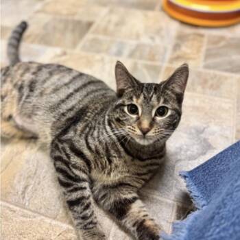 Cupcake - at Petsmart Madison East -  Domestic Short Hair Cat for Adoption in Madison, Wisconsin - Cupcake - At Petsmart Madison East | PetCurious