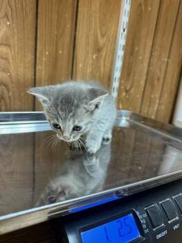 Tabby Cats Available for Adoption - Kitten 27596 (Raven) | PetCurious