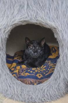 Domestic Short Hair Cats Available for Adoption - Sable | PetCurious