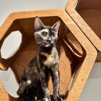 Domestic Short Hair Cats Available for Adoption in Redwood City, California - Kauai | PetCurious