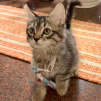 Davey Luoma -  Domestic Short Hair and Tabby Cat for Adoption in Morrison, Colorado - Davey Luoma | PetCurious