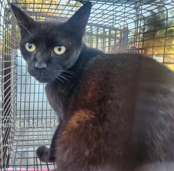 Domestic Short Hair Cats Available for Adoption in Fort Lauderdale, Florida - ADDIE | PetCurious