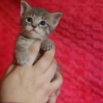 Jinxie -  Domestic Short Hair Cat for Adoption in Franklin, Tennessee - Jinxie | PetCurious