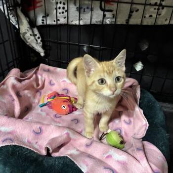 Jalapeno -  Domestic Short Hair Cat for Adoption in Port Neches, Texas - Jalapeno | PetCurious
