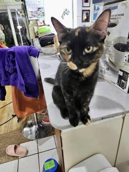 Rescue Domestic Short Hair and Tortoiseshell Cats for Adoption in East Orange, New Jersey - Queen Latifah | PetCurious