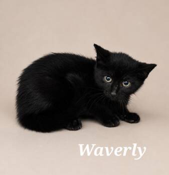 Waverly -  Domestic Short Hair Cat for Adoption in Monroeville, Pennsylvania - Waverly | PetCurious