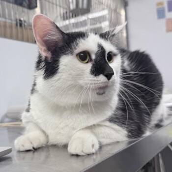 Domestic Short Hair Cats Available for Adoption in New York, New York - Ms. Moo | PetCurious