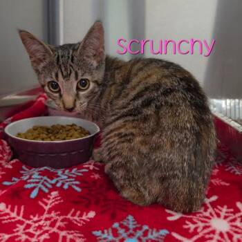Scrunchy -  Domestic Short Hair Cat for Adoption in Parkersburg, West Virginia - Scrunchy | PetCurious