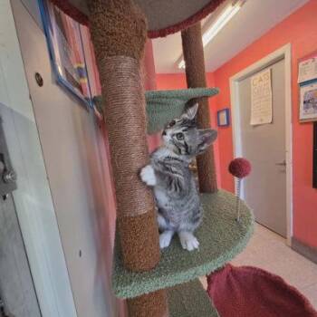 Trinity -  Domestic Short Hair Cat for Adoption in Scottsbluff, Nebraska - Trinity | PetCurious