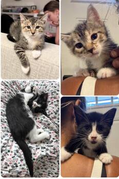 Marisol and Marcia -  Domestic Short Hair Cat for Adoption - Marisol And Marcia | PetCurious