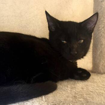 Leonardo -  Bombay Cat for Adoption in Liverpool, Texas - Leonardo | PetCurious