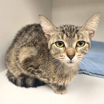 Jen -  Domestic Short Hair Cat for Adoption in Champaign, Illinois - Jen | PetCurious