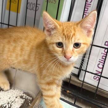 Thumper -  Domestic Short Hair Cat for Adoption in Jacksboro, Tennessee - Thumper | PetCurious