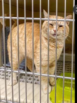 Domestic Short Hair Cats Available for Adoption - Pinecone | PetCurious