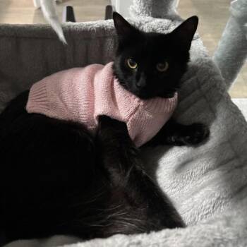 Domestic Short Hair Cats Available for Adoption in Richmond, Virginia - Mariel | PetCurious