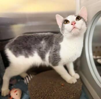 Jean -  Domestic Short Hair Cat for Adoption in Nashville, Tennessee - Jean | PetCurious