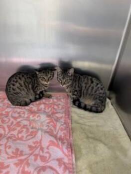 Rescue Domestic Short Hair Cats for Adoption in Rocky Mount, North Carolina - Mojo And Dojo106589A-B | PetCurious