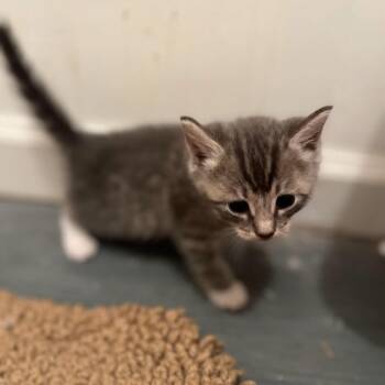 Dusty -  Domestic Short Hair Cat for Adoption - Dusty | PetCurious