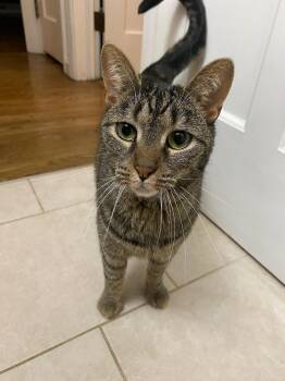 Rescue Domestic Short Hair and Tabby Cats for Adoption in Hartville, Ohio - Sugar | PetCurious