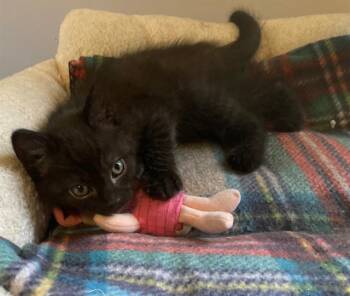 Domestic Short Hair Cats Available for Adoption - SMIGGY | PetCurious