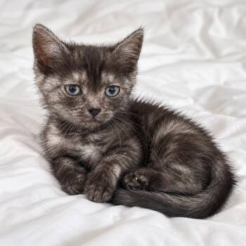 Brownie -  American Shorthair Cat for Adoption in Tucson, Arizona - Brownie | PetCurious