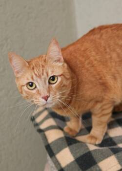 Domestic Short Hair Cats Available for Adoption in Boise, Idaho - Cheeto | PetCurious