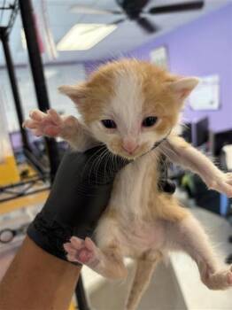 Domestic Medium Hair Cats Available for Adoption in El Paso, Texas - 60878704 | PetCurious
