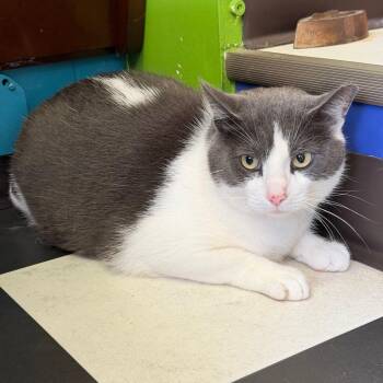 Biggy Mac -  Domestic Short Hair Cat for Adoption in Monticello, Illinois - Biggy Mac | PetCurious