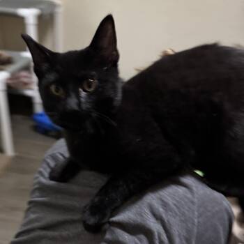 Domestic Short Hair Cats Available for Adoption - Pugsley | PetCurious
