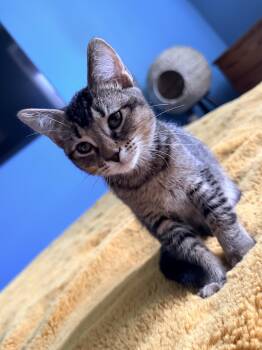 Maui (Meowi) -  Tabby and Domestic Short Hair Cat for Adoption in Melbourne, Florida - Maui (Meowi) | PetCurious