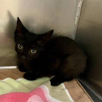 SILKIE -  Domestic Short Hair Cat for Adoption in Clyde, North Carolina - SILKIE | PetCurious