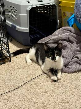 Rescue Domestic Short Hair Cats for Adoption in Little Mountain, South Carolina - Oreo Boland | PetCurious