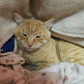 O-Jay -  Domestic Short Hair Cat for Adoption in Chilliwack, British Columbia - O-Jay | PetCurious
