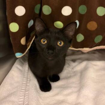 Roberta -  Domestic Short Hair Cat for Adoption in Council Bluffs, Iowa - Roberta | PetCurious