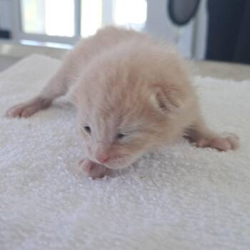 Roo -  Domestic Short Hair Cat for Adoption in Chapel Hill, North Carolina - Roo | PetCurious