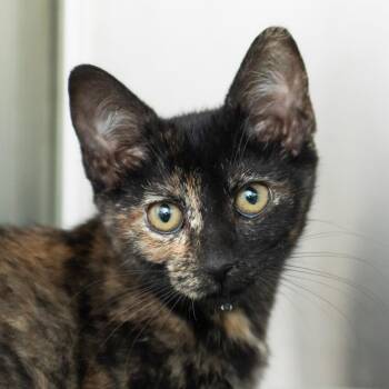 Kari -  Domestic Short Hair Cat for Adoption in Middletown, Rhode Island - Kari | PetCurious