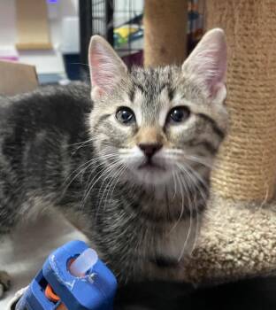Tiger Cats Available for Adoption in Newaygo, Michigan - Alexios X | PetCurious
