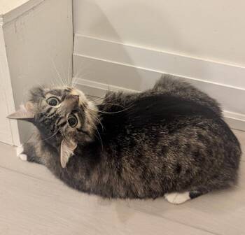 Tabby and Domestic Medium Hair Cats Available for Adoption in Vaughan, Ontario - Melody | PetCurious