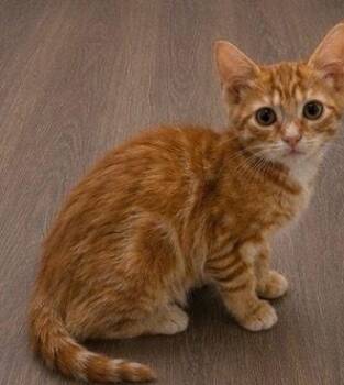 Surge -  Domestic Short Hair Cat for Adoption in Homer Glen, Illinois - Surge | PetCurious