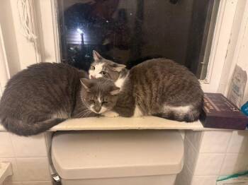 Celery + Onion -  Domestic Short Hair Cat for Adoption in Denver, Colorado - Celery + Onion | PetCurious