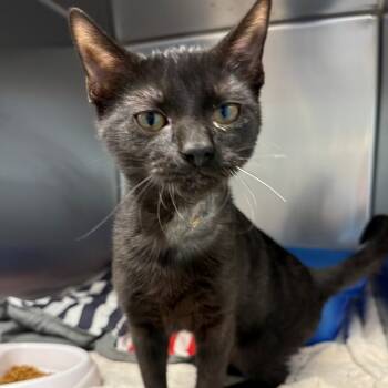 Rescue Domestic Short Hair Cats for Adoption in East Hanover, New Jersey - Kayla | PetCurious