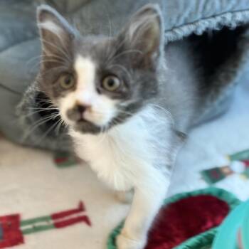 Michael -  Domestic Short Hair Cat for Adoption in South Elgin, Illinois - Michael | PetCurious