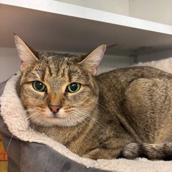 Domestic Short Hair Cats Available for Adoption - Pistachio | PetCurious