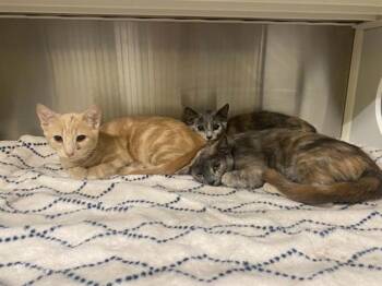 ROBOT -  Domestic Short Hair Cat for Adoption in Tustin, California - ROBOT | PetCurious