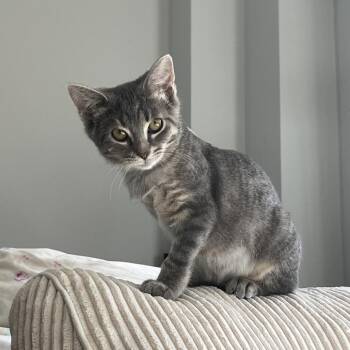 Putt-Putt -  Domestic Short Hair Cat for Adoption in Evanston, Illinois - Putt-Putt | PetCurious