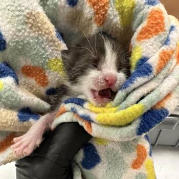 Patuxent -  Domestic Short Hair Cat for Adoption in Abilene, Texas - Patuxent | PetCurious