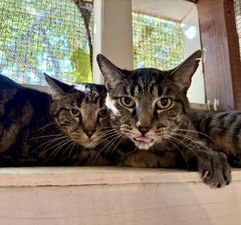 Rescue Domestic Short Hair Cats for Adoption in Marana, Arizona - Renly (with Rory) | PetCurious