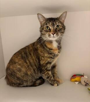 Remy -  Domestic Short Hair Cat for Adoption in Frankfort, Kentucky - Remy | PetCurious