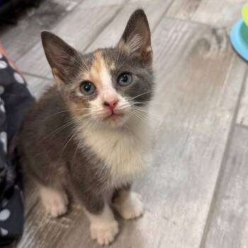 Paradise Palms -  Domestic Short Hair Cat for Adoption - Paradise Palms | PetCurious